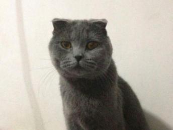 波斯猫和蓝猫哪个好