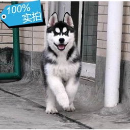 哈士奇和杜宾犬哪个好