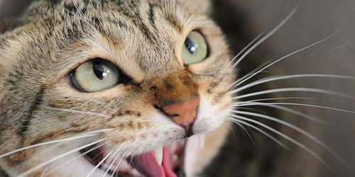 猫应激反应要多久