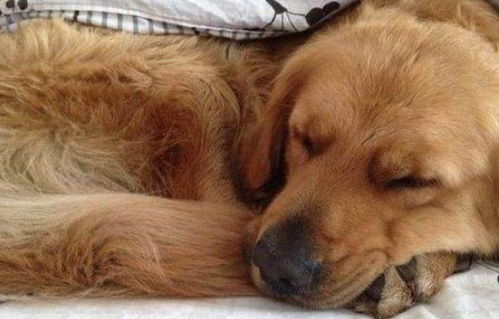 狗狗每天睡眠多久