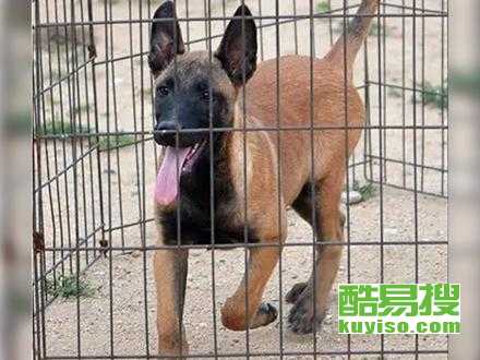 马犬幼犬哪里有卖的