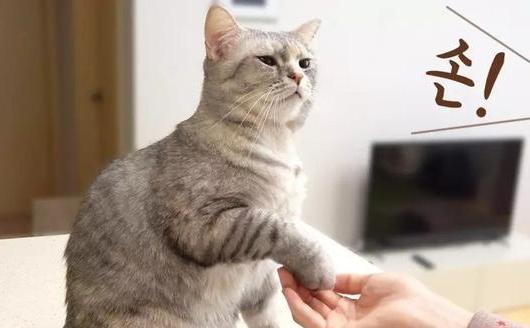 如何让猫不叫