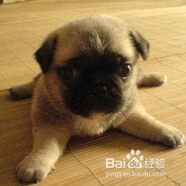 如何训练巴哥犬大小便