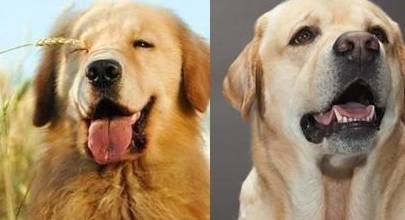 拉布拉多犬和金毛哪个贵