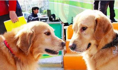 狗狗之间如何交流
