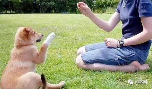 如何训练你的爱犬
