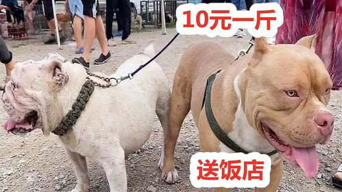恶霸犬斗牛犬哪个贵