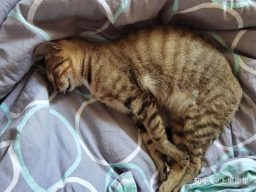 如何区分公猫