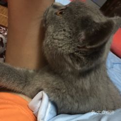 松原有哪些猫舍