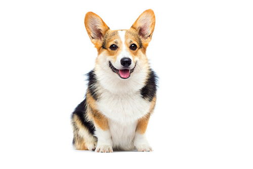 柯基犬的种类有哪些