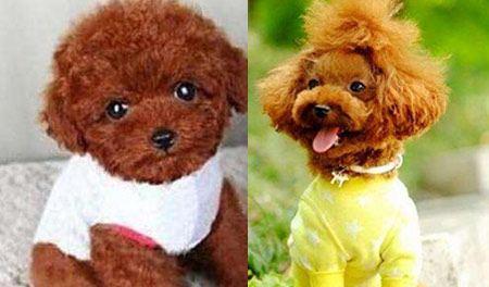 如何选泰迪幼犬