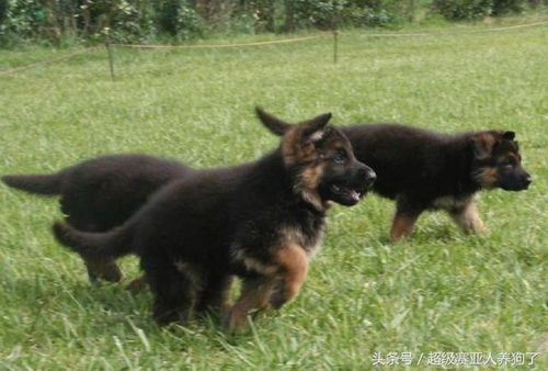 如何挑选牧羊幼犬性格