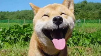 狗被毒死的症状有哪些