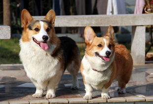 柯基犬对主人怎么样