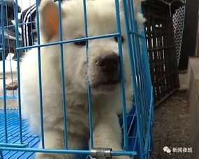 购买狗狗在哪里买