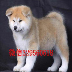 在哪里买秋田犬