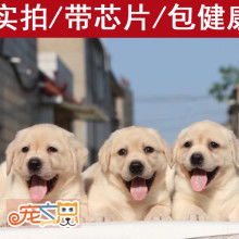 买犬去哪里买