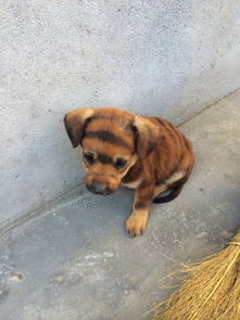 幼犬哪里可以打