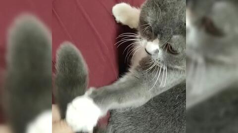 踩猫尾巴哪里最疼