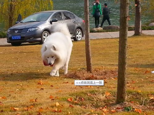 哪些犬属于中小型犬