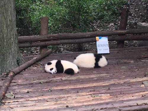 宜兴哪里专门卖狗