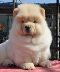 松狮犬如何喂养