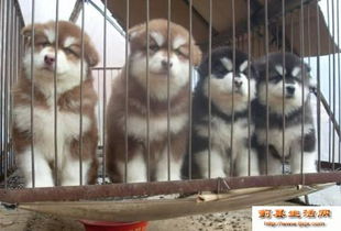 普洱哪里卖宠物狗