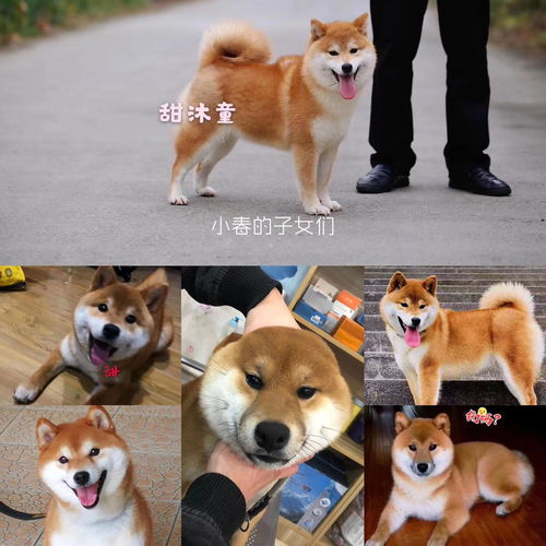 北京哪个犬舍柴犬好