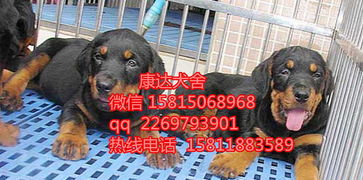 幼犬到哪里卖掉