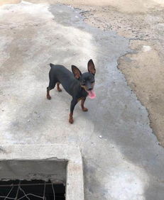 狗狗发情多久配狗