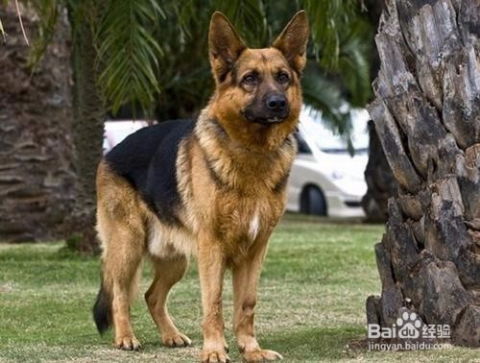 狼犬如何训练
