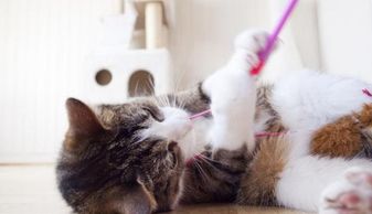 如何让猫喜欢你