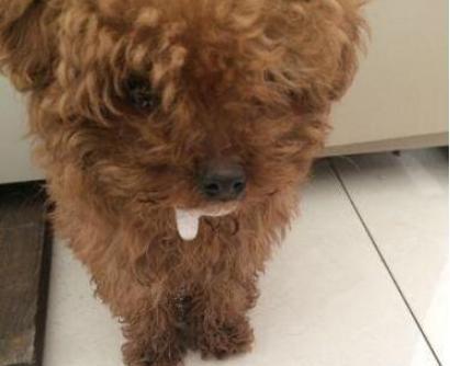 泰迪犬可以吃哪些东西