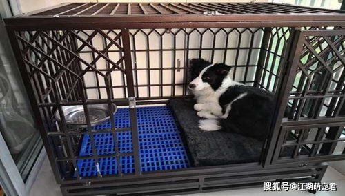 小狗多久能适应笼子里