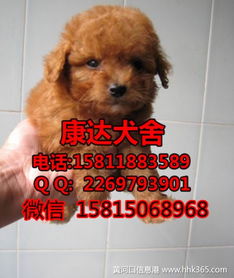 哪里有贵宾犬卖