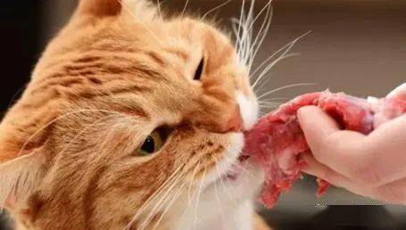 宠物猫可以吃哪些生肉