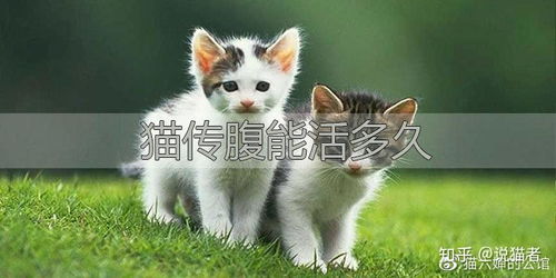 猫传腹可以活多久