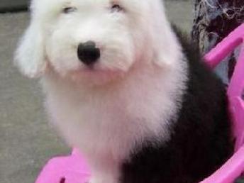 古牧犬在哪里买