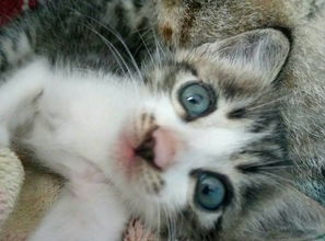 小猫多久才能长大