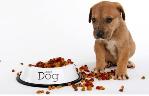 成犬粮给幼犬吃会怎么样