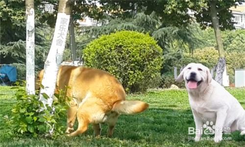 怎么样才能把狗养胖