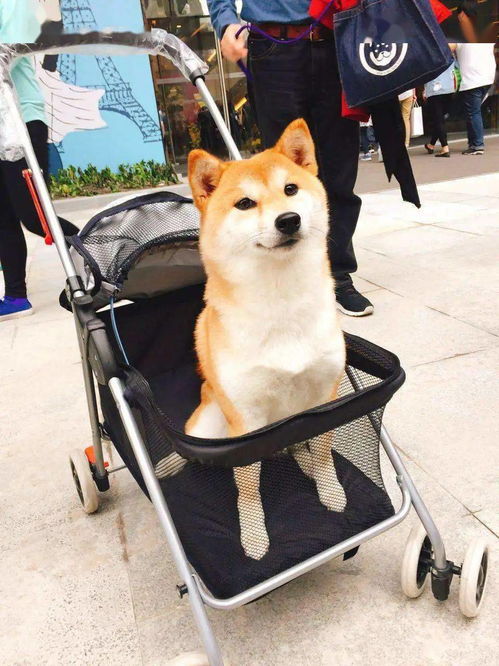 兰州哪里有领养狗狗的