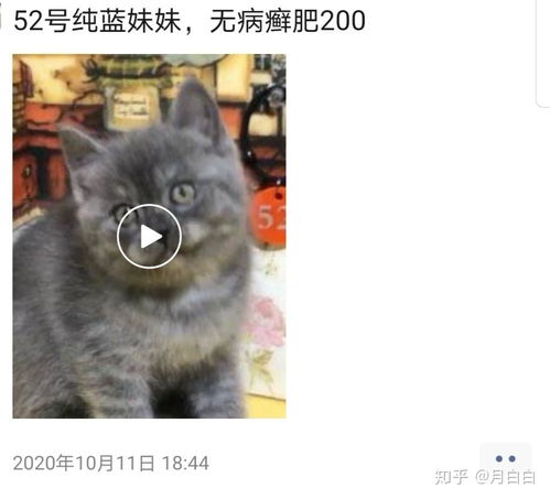 哪里的猫便宜