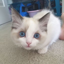 布偶猫多久就不长了