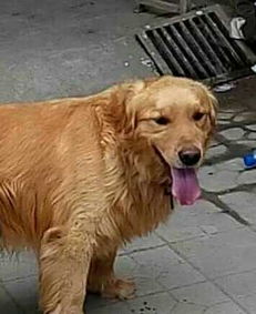狗配种以后多久生