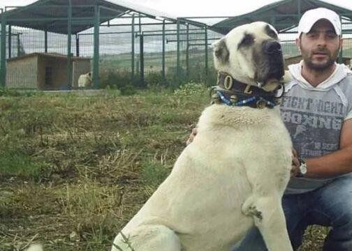 大犬有哪些品种