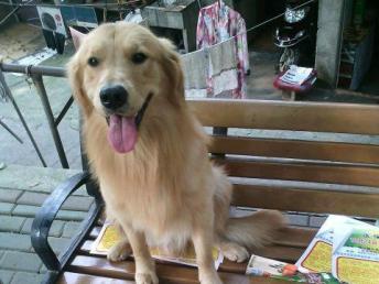 哪里有配种的金毛犬