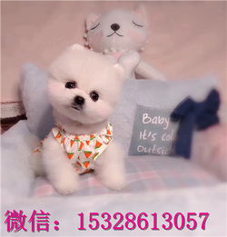 俊介犬哪里卖