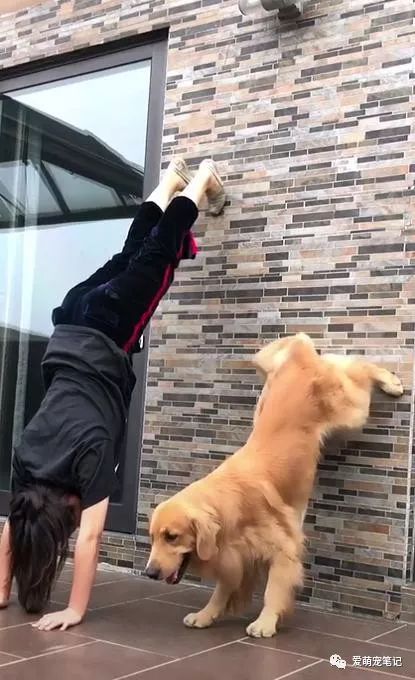 如何训练狗狗倒立