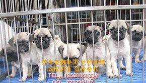 广州哪里有巴哥犬